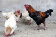 Trại gà tiến vua Đông Tảo qúy hiếm