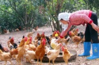 Gà đồi Yên Thế rục rịch về Thủ đô
