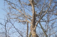 Ngắm cây đào đá "khủng" giá 100 triệu đồng