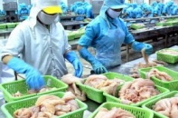 Dự luật của Mỹ lại làm khó cá da trơn Việt Nam