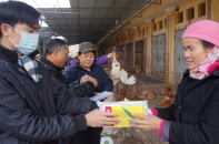 Sẵn sàng nâng cấp độ ứng phó với cúm A/H7N9