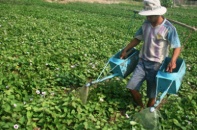 Bộ Công thương phủ nhận thông tin thương lái Trung Quốc mua vét nông sản