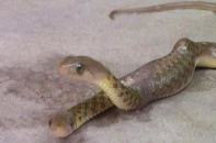 Dân làng xôn xao khi xuất hiện một con rắn hai đầu