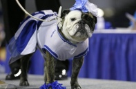 Cuộc thi "hoa hậu" của những chú chó bull hung dữ