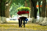 Hà Nội cuối mùa xuân "trải" lá vàng