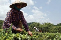 PPP dẫn dòng FDI vào nông nghiệp