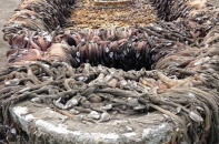Kinh hãi con tàu bí ẩn trôi dạt vào bờ biển nước Mỹ