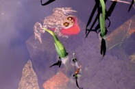 Thú vị chứng kiến cảnh ếch cưỡi cá vàng