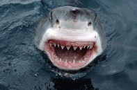 Australia "truy sát" gần 200 con cá mập quý hiếm