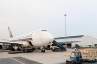 Vinamilk tiếp nhận “cô bò Úc” đợt 2