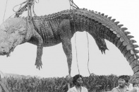 Thảm kịch kinh hoàng: Trung đoàn biệt kích Nhật bị cá sấu khổng lồ xóa sổ