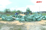 Công nhân thuê ôtô xúc trộm 40 tấn ngô tại Cảng Cái Lân