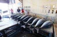Doanh nghiệp Việt Nam - Ba Lan đẩy mạnh giao thương