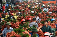 Lục Ngạn "rợp trời" vải tắc nghẽn Quốc lộ 31