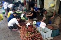 Giá 1 kg vải thiều bằng 3 cốc trà đá