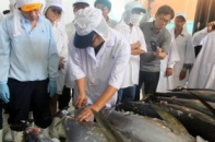 Cá ngừ Bình Định lên máy bay đi Nhật