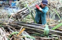 Dừng tạm nhập, tái xuất đường qua cửa khẩu phụ