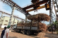 Phép thử với mía đường