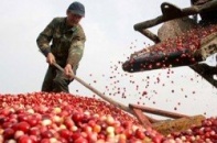 Tìm hướng nâng tầm nông sản Việt