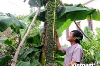 Dân đổ xô tới xem cây chuối lạ gần 200 nải, buồng dài 2m
