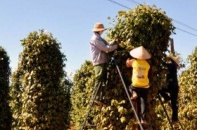 Tiềm năng đầu tư phát triển cây trồng tại Đắk Nông