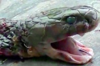 Hy hữu đầu rắn hổ mang đã cắt lìa thân cắn chết đầu bếp