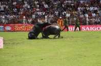 Hoành tráng Lễ hội chọi trâu Đồ Sơn năm 2014
