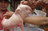 Hàng trăm người dân hiếu kỳ kéo đến xem heo đẻ ra..."voi"