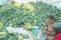 Nông nghiệp quá phụ thuộc thị trường Trung Quốc