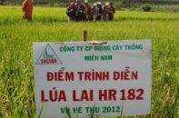 SSC sẽ cho phá sản công ty con
