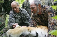 Trung Quốc ráo riết tìm kiếm con hổ của Tổng thống Putin