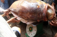 Bắt được cá hô "khủng" gần 130 kg ở nhánh sông Đồng Nai