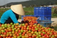 Big C tiêu thụ 150 tấn cà chua cho nông dân Đà Lạt