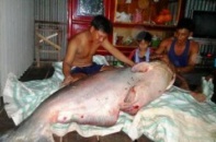 Đồng Tháp: Bắt được cá tra dầu “khủng” nặng 135kg