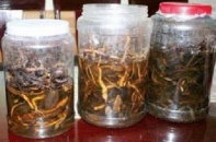 Dùng rễ cây rừng ngâm rượu thuốc, hóa rượu độc