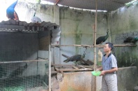 Trở thành tỷ phú trẻ nhờ nuôi chim công