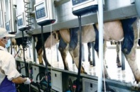 Vinamilk - chuẩn mực với nguồn nguyên liệu sữa Việt Nam