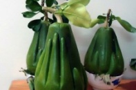 Độc đáo trái bưởi có hình bàn tay Phật