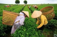 Bác tin đồn chè Việt Nam nhiễm dioxin