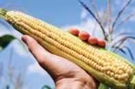 Cây biến đổi gen “phủ sóng” đồng ruộng Việt Nam