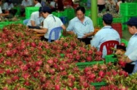 Đưa nông sản Việt vào hệ thống bán lẻ quốc tế