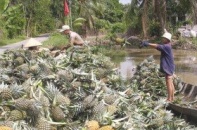 Hậu Giang nâng cao giá trị gia tăng cho nông nghiệp