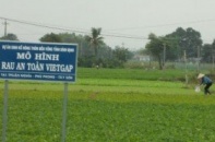 850.000 ha rau, chỉ có 2.000 ha rau sạch VietGap