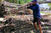 Tập đoàn TH phủ nhận ép giá mía nông dân