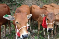 Viettel dừng trao bò giống tại 4 tỉnh bị dịch