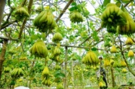Bảo hộ nhãn hiệu cho Phật thủ xã Đắc Sở