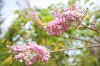 Hoa Anh Đào nở rộ ở Bà Rịa - Vũng Tàu