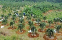Địa phương muốn “xé rào” gọi vốn vào nông nghiệp