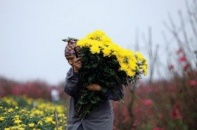 Hoa Tết dư dả nguồn cung