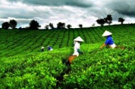 Công ty Anh Quốc muốn xây dựng thương hiệu “Chè Thái Nguyên”